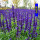 紫花鼠尾草1000粒