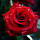 M红色玫瑰