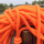 （橙色绳) 12毫米30米光绳