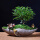 胡椒木盆景+荷花船形陶瓷盆