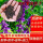 光叶紫花苕【果园绿肥】1斤