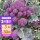 紫色西兰苔种子 20粒