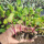 红菜苔苗12棵 收藏店铺宋肥