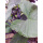 小棵：3棵深色紫芋头苗