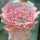 19朵粉玫瑰花束