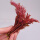 红油香椿种子20g