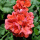 直立天竺葵橙红玫瑰(不一定带花