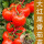 a级大红口感番茄苗7颗+15g肥