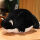 黑色猫咪【全长75厘米】