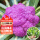 紫花菜苗 10棵