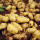 土豆秧苗(3棵)