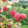 树莓 秋福 双季 当年结果