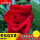 红玫瑰(180大盆5-6棵分枝多花苞