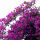 紫色三角梅地径2cm粗