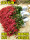 红叶石楠30-50厘米10棵