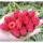 红树莓4盒*125克