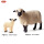 062什罗普君羊+061小羊
