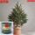 精品云杉圣诞树1.3-1.4米高 0个 0cm