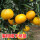 蜜柑橘子树苗