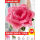 扭扭棒巨型花束粉红玫瑰花材料