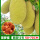 菠萝蜜泰国12号50-70cm