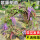 紫藤1棵3米带花苞