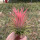 红粉精灵粉红色(7-9cm)支架