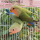 绿桃鹦鹉(2个月)一对公母