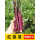 红菜苔简装种子10粒