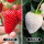 红颜草莓苗+小白草莓苗各一棵