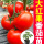 大红硬果番茄苗30棵