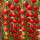 樱桃番茄种子(约300粒)