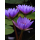香水莲水月观音紫色1棵(带叶子发