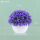 紫色兰花草＋小肚盆