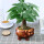 小单杆发财树+猪陶瓷盆