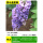 紫水晶紫藤【好养易活】粗2.5cm