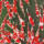 红白锦鲤10-13cm3条