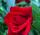 红玫瑰包对版四季开花