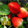 红色 奶油草莓苗3棵