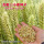 济麦22小麦种子1斤