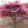 中国红枫树苗(粗约6cm)