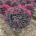 红花积木80厘米毛球