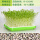 豌豆种子250g+育苗盆底层无孔+喷壶