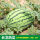 懒汉巨型西瓜种籽100粒+肥