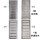 201不锈钢CF拉伸款580*250*25款式下单