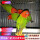绿金丝牡丹鹦鹉2只（一公一母）
