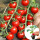 (株高约1.5米)甜心8号番茄苗12棵