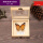 实木盒装金斑蝶