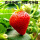 草莓150粒+土肥+生根粉