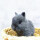 紫灰侏儒兔